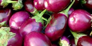 Fresh Brinjal