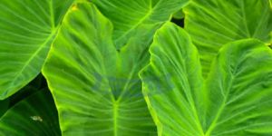 Fresh Colocasia Leaves