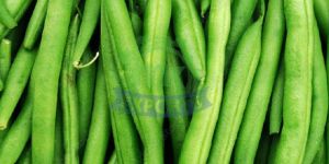 Fresh French Beans