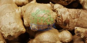 Fresh Ginger