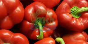 Fresh Red Capsicum