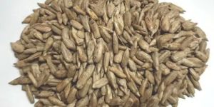 Roasted Sunflower Seeds