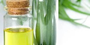 Eucalyptus Essential Oil