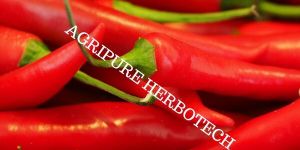 Oleoresin Capsicum