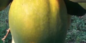 Papaya
