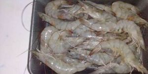 Frozen Vannamei Shrimp