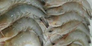 Fresh White Prawn