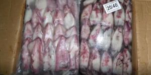 Frozen Squid Fish