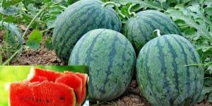 Fresh Watermelon
