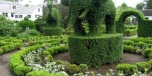 Elephant Topiary Plants
