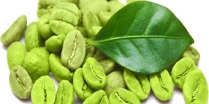 Green Coffee Extract Powder