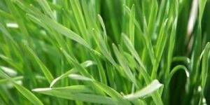 Lemon Grass