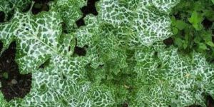 Milk Thistle