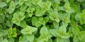 Oregano