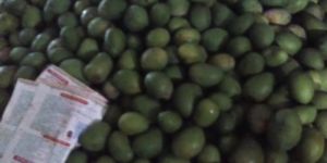 Mangoes