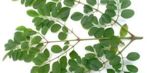 Fresh Drumstick Leaves