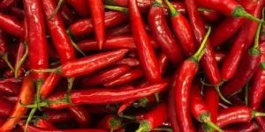 Fresh Red Chilli