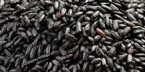 Fitness Universe Black Rice