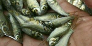 Katla Fish Seeds