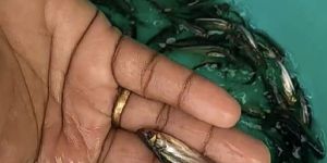 Pangas Fish Seeds