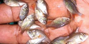 Roopchand Fish Seeds