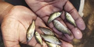Sea Bass Fish Seed
