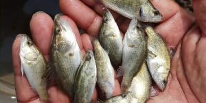 Seabass Fish Seed