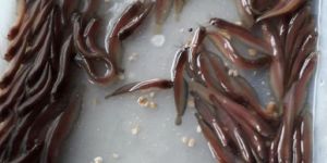 Singhi Fish Seed
