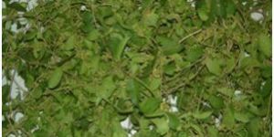Gurmar Leaves