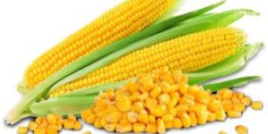 Fresh Yellow Corn