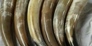 Drinking Horn