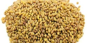 Alfalfa Seed