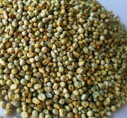 Green Millet