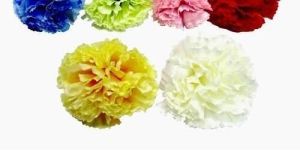 Carnation Loose Flower