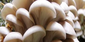 Oyester Mushroom