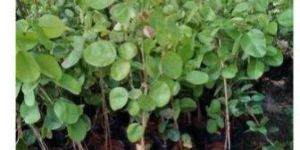 Red Sandalwood Plant