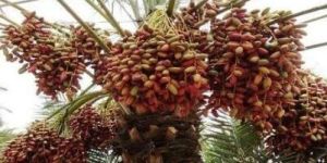 Date Palm Plant