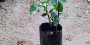 White Rose Flower Plant