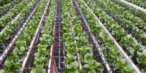 Drip Irrigation System