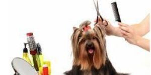 Dog Grooming Services
