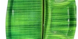 Four Partition Plate