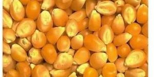 Yellow Maize Corn