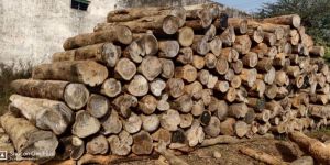 Bandhan Timber Logs