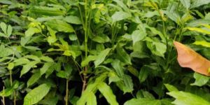 African Mahogany Plants