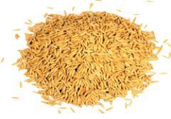 Paddy Seeds