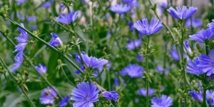 Chicory Powder