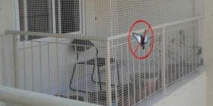 Nylon Bird Protection Net