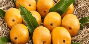 Alphonso Mango