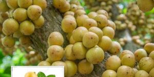 Fresh Burmese Grapes