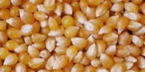 Yellow Corn Seeds